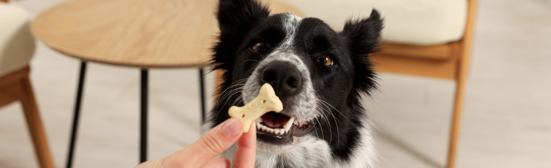 Air-dried or baked dog treats — which is best for your dog? A UK guide to how each is made, what it means for nutrition, and how to choose.