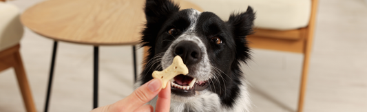 Air-dried or baked dog treats — which is best for your dog? A UK guide to how each is made, what it means for nutrition, and how to choose.