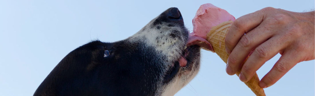 Wondering what human foods dogs can and can't eat? A UK vet-backed safe and unsafe list, from the PDSA and Blue Cross, to keep your dog out of danger.